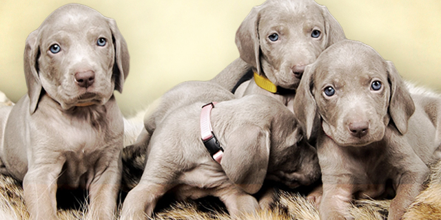 パッピーワイマラナー　スマホ